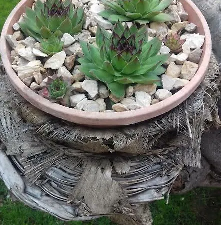 Irena פוסדריה